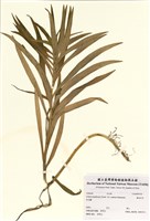 藏品(鐵砲百合)的圖片